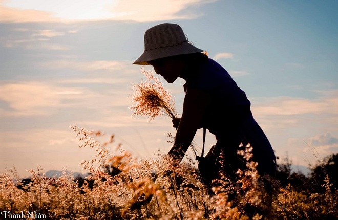 Các Góc Check Đẹp Thất Thần Tại Cánh Đồng Cỏ Hồng Tuy Hòa