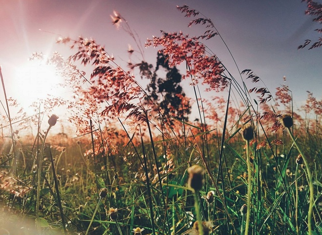 Các Góc Check Đẹp Thất Thần Tại Cánh Đồng Cỏ Hồng Tuy Hòa