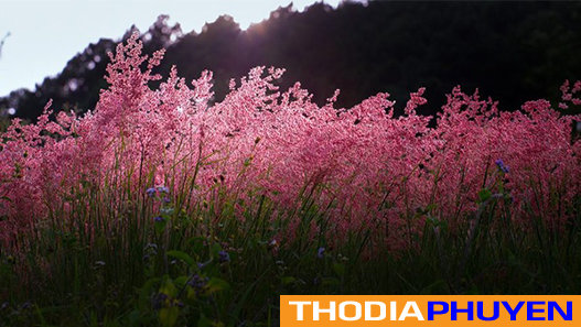 Các Góc Check Đẹp Thất Thần Tại Cánh Đồng Cỏ Hồng Tuy Hòa