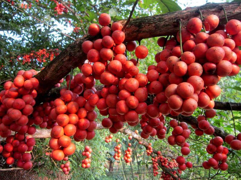 Tham Quan Vườn Cây Đỏ Phú Yên Tuyệt Đẹp