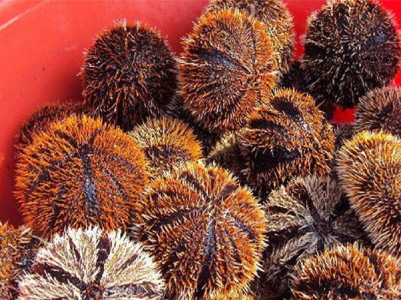 Nhum Biển Ở Phú Yên Từng Là "Thần Dược" Tiến Vua