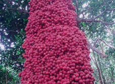 Vườn Đỏ Ông Bốn