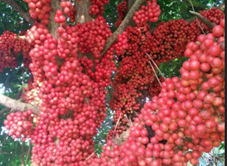 Vườn Đỏ Ông Bốn