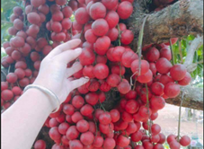 Vườn Đỏ Ông Bốn