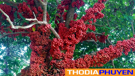 Vườn Đỏ Ông Bốn