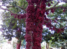 Vườn Đỏ Bốn Phương