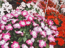 Làng Hoa Phước Hậu