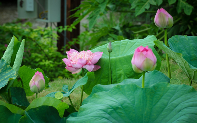 Đầm Sen Tây Hoà