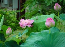 Đầm Sen Tây Hoà