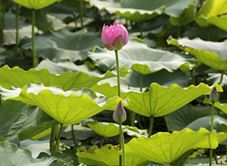 Đầm Sen Tây Hoà