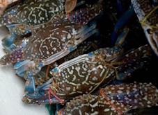 5 Binh - Bè Nổi Hải Sản