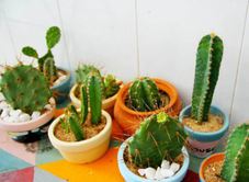 Joy House - Happiness Phú Yên Homestay