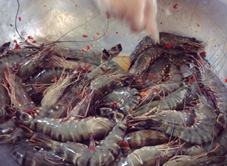 Thuỷ Sản Hùng Phong