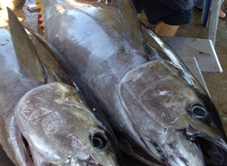 Thuỷ Sản Hùng Phong