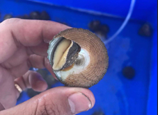 Lê Doanh - Cửa Hàng Đặc Sản Phú Yên