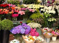 Hoa Tươi Ngọc Hân Phát