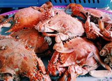 Lan Trọng - Nhà Bè Hải Sản