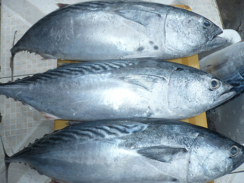 Lần đầu tiên cá ngừ trở thành ngành hàng giá trị tỷ USD  Kinh doanh   Vietnam VietnamPlus
