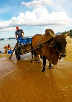 Tour Robinson Trên Hoang Đảo Hòn Chùa Phú Yên