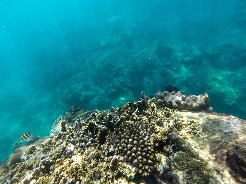 Khám phá rặng san hô Hòn Nưa